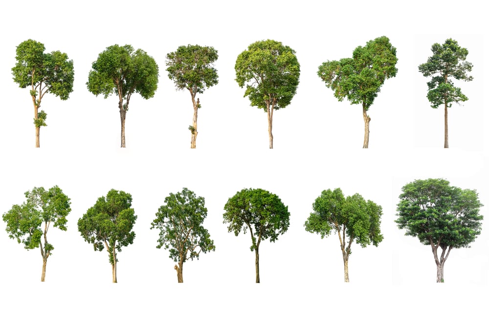 3 Ways to Avoid Sewage Issues When Planting a Tree